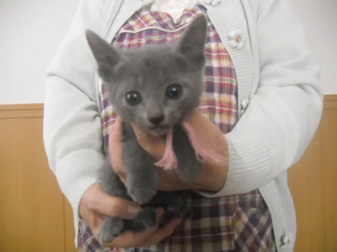 ID:1310-00398の子猫