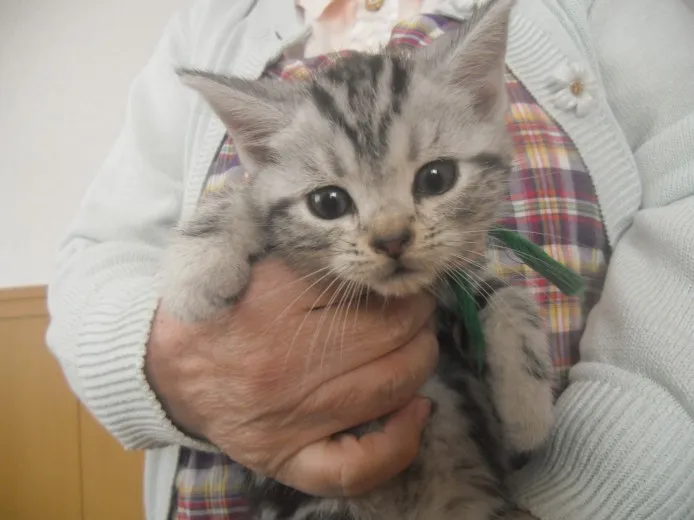 ID:1310-00074の子猫