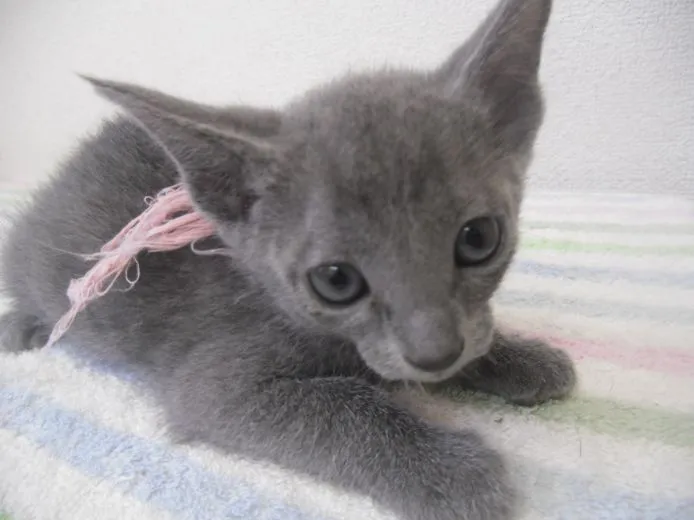 ID:1505-00561の子猫