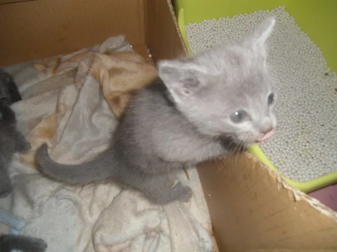 ID:1304-00034の子猫