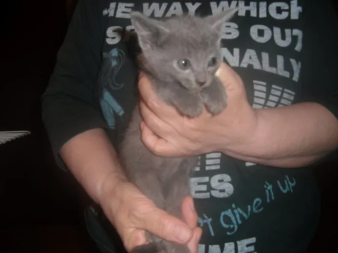 ID:1304-00191の子猫
