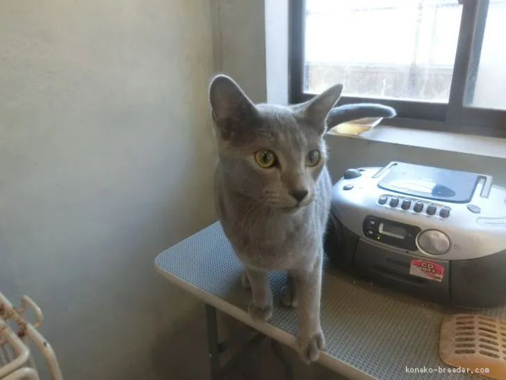 ID：2005-00774の子猫