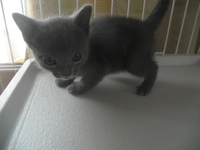 ID:1404-00102の子猫