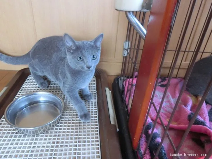 ごまきち 様のお迎えした子猫