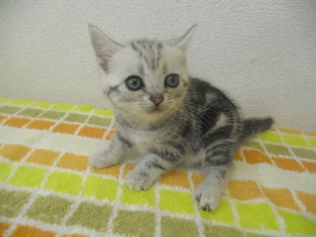 ID：1411-00233の子猫