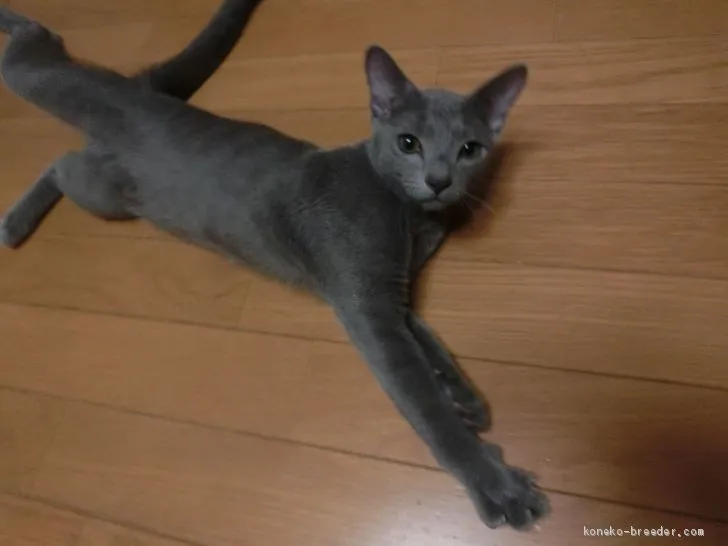 K.T 様のお迎えした子猫