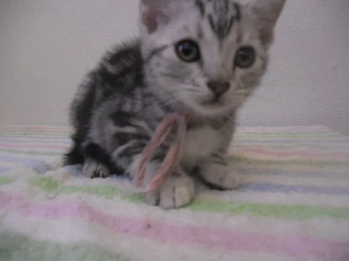 ID:1505-00558の子猫