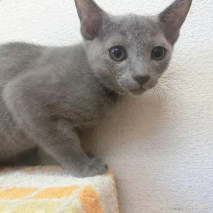 ID：2209-01659の子猫