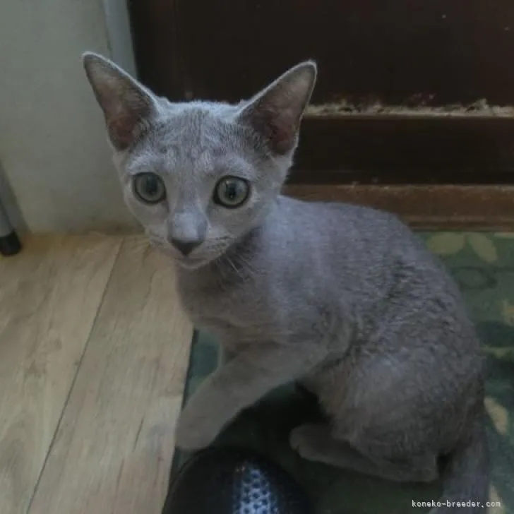 ID:2205-01142の子猫