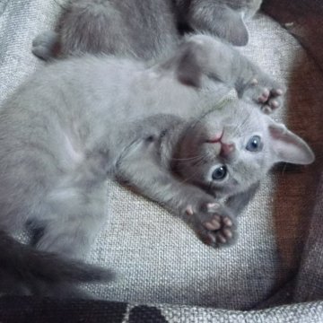 ロシアンブルー【兵庫県・男の子・2024年7月23日・ブルー】の写真「撫でられるのが大好きな子です 去勢手術済」