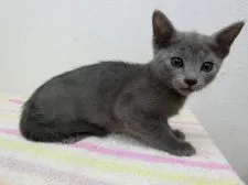 ロシアンブルー【兵庫県・男の子・2017年2月8日・ブルー】の写真1