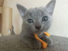 ロシアンブルー【兵庫県・女の子・2021年2月9日・ブルー】の写真2