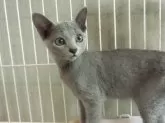 ロシアンブルー【兵庫県・女の子・2024年2月18日・ブルー】の写真5