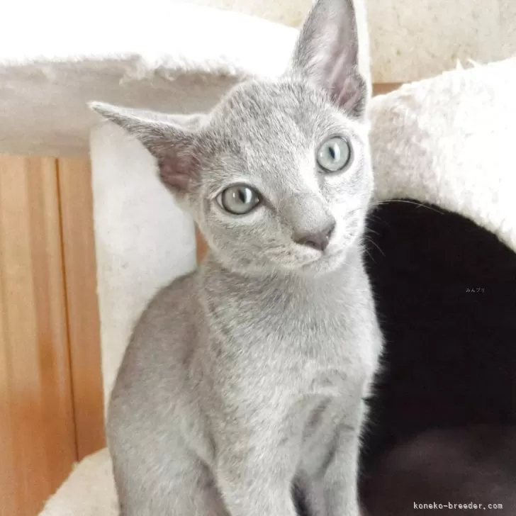 ロシアンブルー【兵庫県・男の子・2025年7月11日・ブルー】の写真1「少し写真に怯えてますが実物はもっとかわいいです」