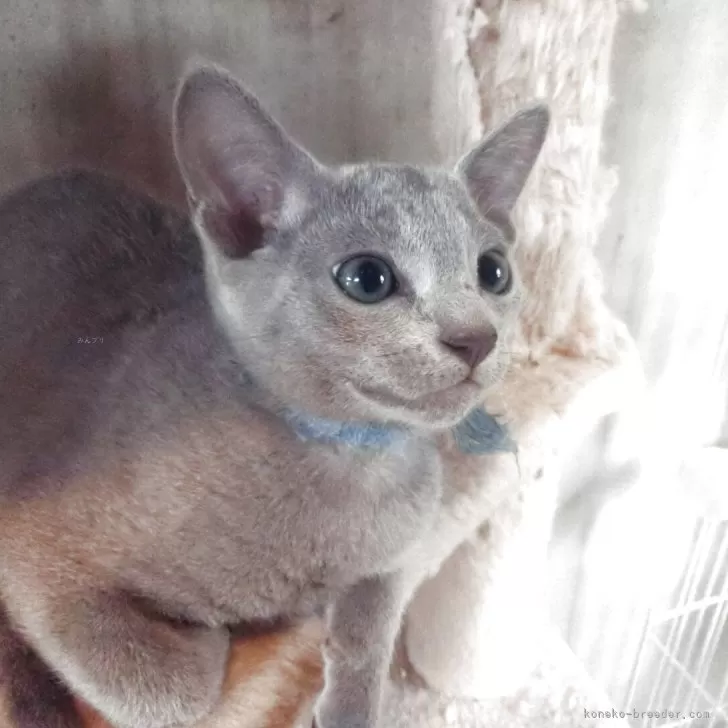 ロシアンブルー【兵庫県・男の子・2025年7月12日・ブルー】の写真1