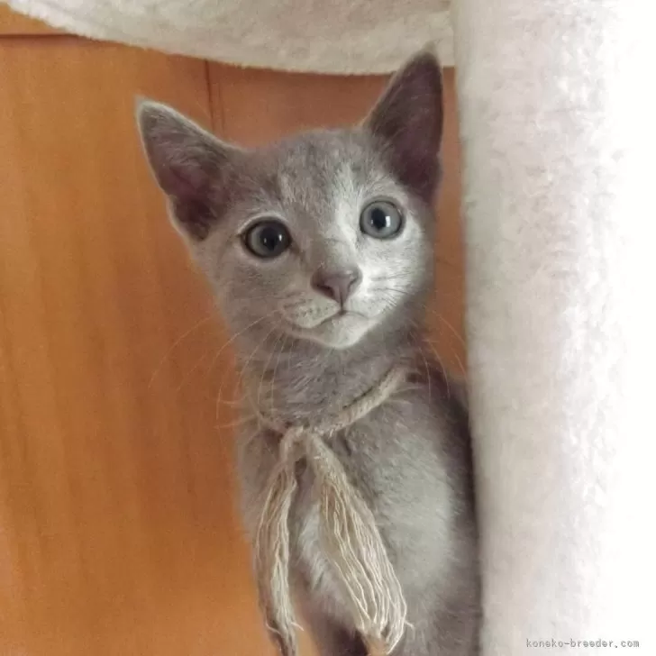 ID：2505-03243の子猫