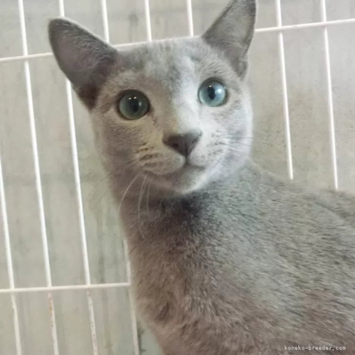 ID:2409-00304の子猫