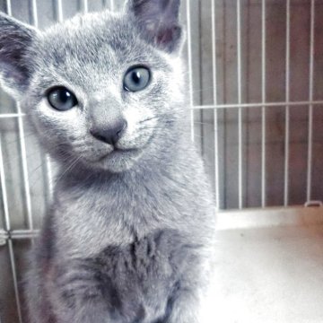 ロシアンブルー【兵庫県・男の子・2025年8月21日・ブルー】の写真「きれいな毛色のかわいい子」