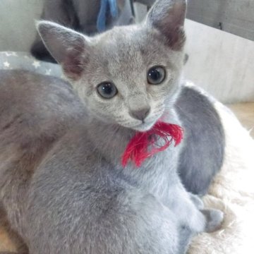 ロシアンブルー【兵庫県・女の子・2025年3月19日・ブルー】の写真「きれいな毛色のかわいい子」