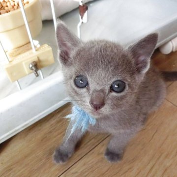 ロシアンブルー【兵庫県・男の子・2025年3月19日・ブルー】の写真「きれいな毛色のかわいい子」