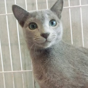 ロシアンブルー【兵庫県・男の子・2024年7月23日・ブルー】の写真「かわいい子　去勢手術済」