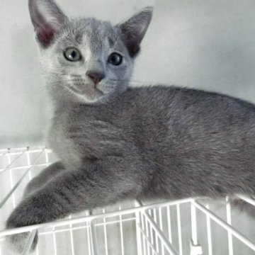 ロシアンブルー【兵庫県・男の子・2025年8月21日・ブルー】の写真「きれいな毛色のかわいい子」