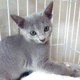 ロシアンブルー