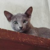 ロシアンブルー