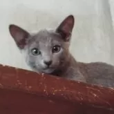 ロシアンブルー