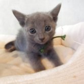 ロシアンブルー