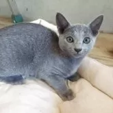 ロシアンブルー