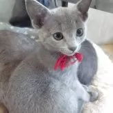 ロシアンブルー【兵庫県・女の子・2025年3月19日・ブルー】の写真2