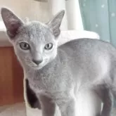 ロシアンブルー【兵庫県・男の子・2025年7月11日・ブルー】の写真3