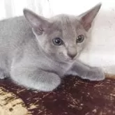 ロシアンブルー【兵庫県・女の子・2025年7月12日・ブルー】の写真3