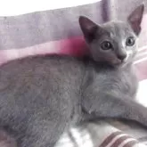 ロシアンブルー【兵庫県・男の子・2025年7月11日・ブルー】の写真5