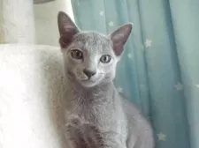 ロシアンブルー【兵庫県・男の子・2025年7月11日・ブルー】の写真6