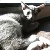 ロシアンブルー【兵庫県・女の子・2025年7月12日・ブルー】の写真6