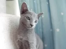 ロシアンブルー【兵庫県・男の子・2025年7月11日・ブルー】の写真7