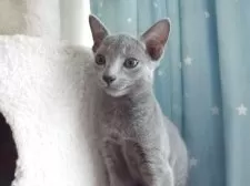 ロシアンブルー【兵庫県・男の子・2025年7月11日・ブルー】の写真8