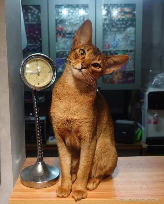 アビシニアン【・女の子・2021年10月17日・ルディ】