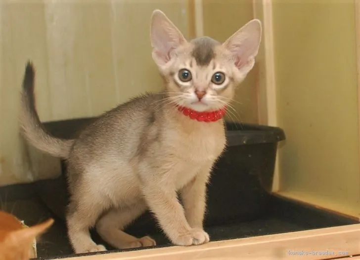 櫻雲亥士 様のお迎えした子猫