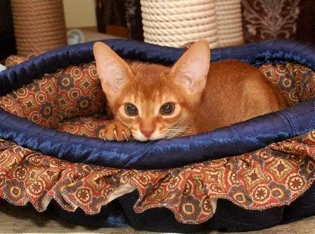 ID：1412-00134の子猫