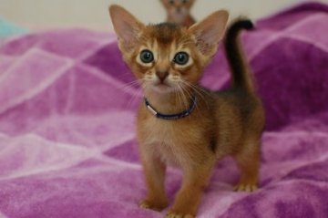 アビシニアン【岐阜県・男の子・2014年8月9日・ルディ（ショ－トヘア）】の写真「とても甘えん坊な男の子です。」