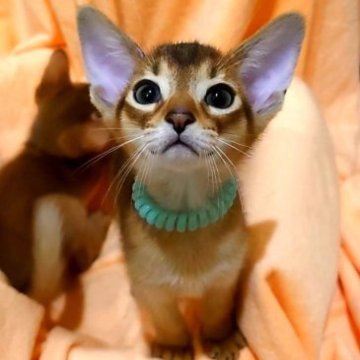 アビシニアン【岐阜県・男の子・2023年4月18日・ルディ】の写真「人間大好きっ子、やんちゃ坊主君です。」