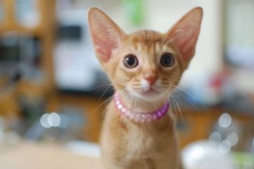 アビシニアン【岐阜県・女の子・2016年4月19日・レッド】の写真「ベタベタの甘えん坊な、お転婆ちゃんです。」