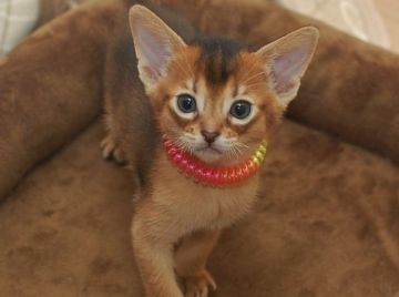 アビシニアン【岐阜県・男の子・2020年2月15日・ルディ】の写真「人間大好き、甘々僕ちゃんです。」