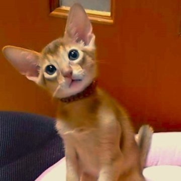 アビシニアン【岐阜県・男の子・2023年8月16日・レッド(シナモン)】の写真「やんちゃ坊主だけど、とっても甘えん坊です。」