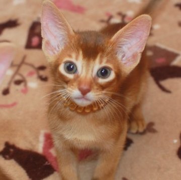 アビシニアン【岐阜県・男の子・2023年5月16日・レッド(シナモン)】の写真「ベタベタな甘えん坊の男の子です」