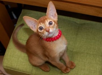 アビシニアン【岐阜県・女の子・2016年4月26日・レッド(シナモン)】の写真「天然ちゃんでとっても可愛い女の子」