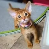 アビシニアン【岐阜県・女の子・2024年5月18日・レッド(シナモン)】の写真1「とっても甘えん坊で好奇心旺盛な姫です。」